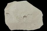 Fossil Flower - Green River Formation, Utah #94996-2